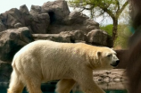 探究动物世界——动物园里有什么动物?