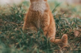 折磨小美美？猫咪为什么要抓人
