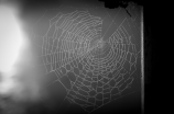 spiderweb(关于蜘蛛网的奇妙结构)