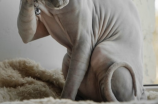 探索猫的习性：你不知道的几件事