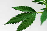 知识大拼盘：麻的部首